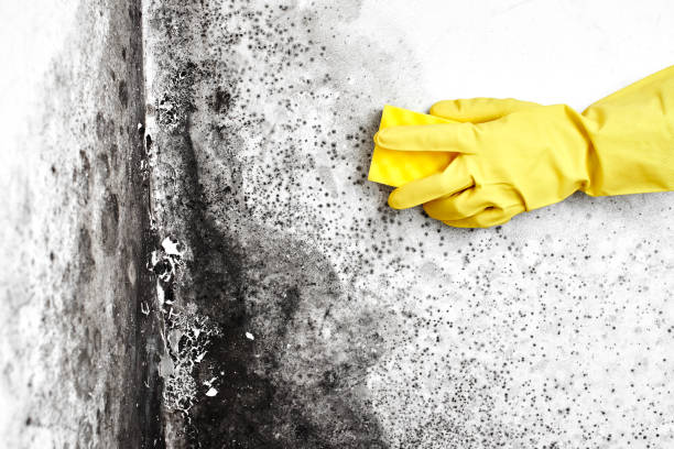 Trusted Ogdensburg, NY Mold Removal Experts